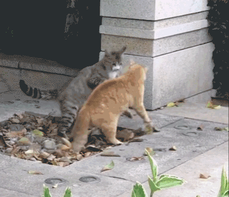 1000259039.gif