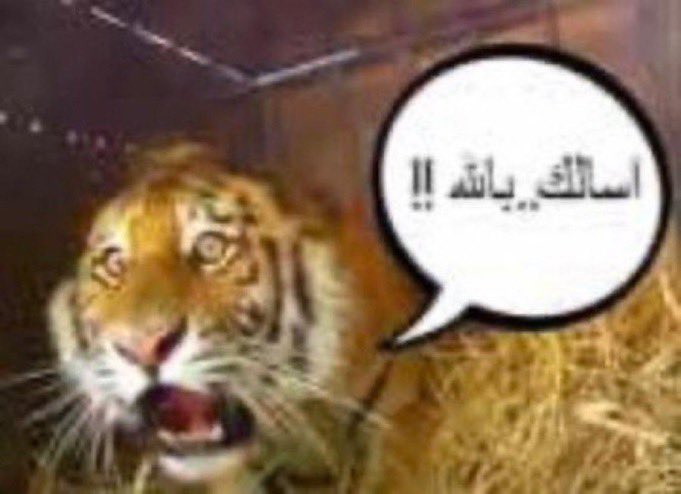 GmQ4nGkbMAAeHV1.jpg