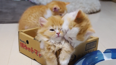 VRWkLnM.gif