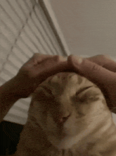 cat-cat-pet.gif