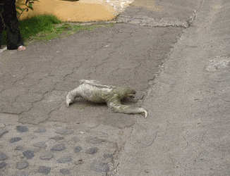 173498191383641.gif