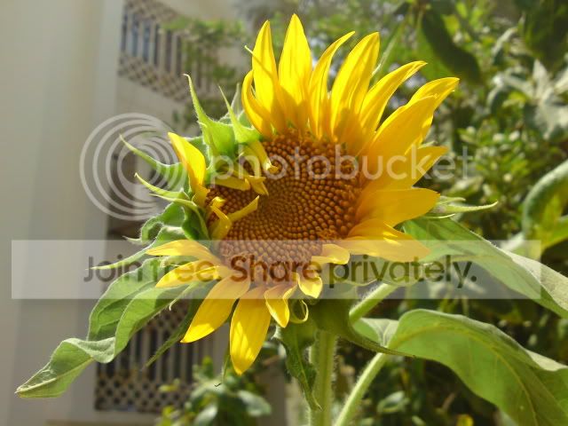 DSC00666.jpg
