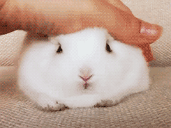 tumblr_mai96ghOMq1qzizmho1_250.gif