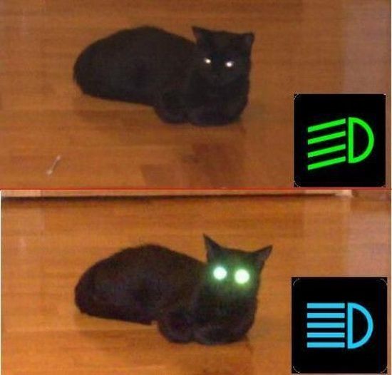 catcar.jpg