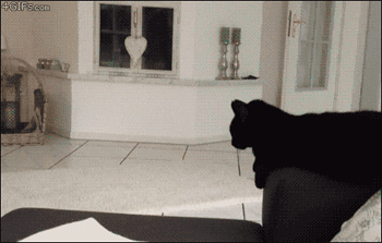 tumblr_mwmo7pj8G01qewacoo5_r2_400.gif