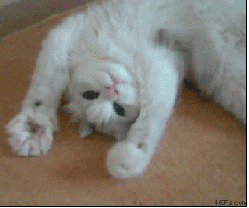 tumblr_mgdq1hGcpV1qknm0jo1_250.gif