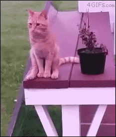 tumblr_o6yq4b8lEh1tlb56zo1_250.gif