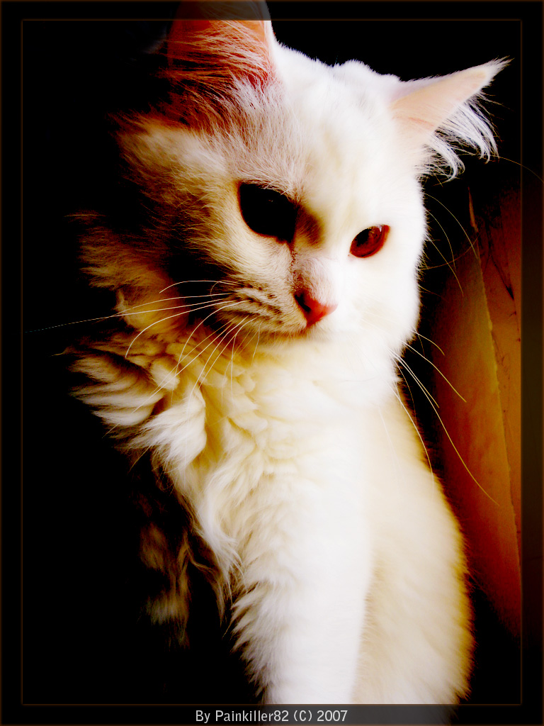 My_lonely_Pet_by_Painkiller82.jpg
