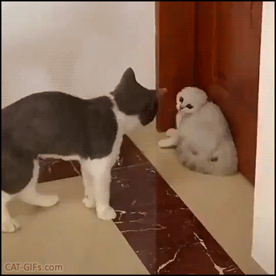 3deadf24f236f92d7ec658475429707a.gif