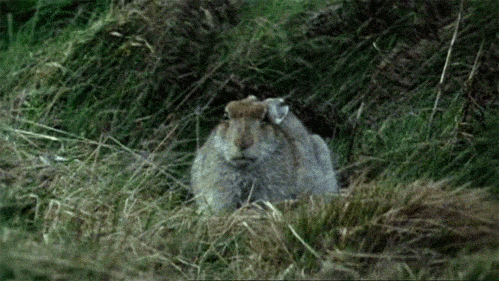 kYa5t0z.gif
