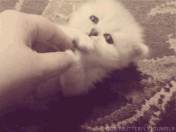 tumblr_lrw0nv0Nxg1qfpssto6_r1_250.gif