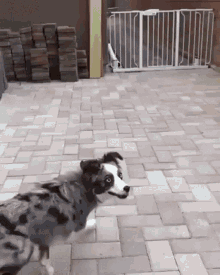 dog.gif