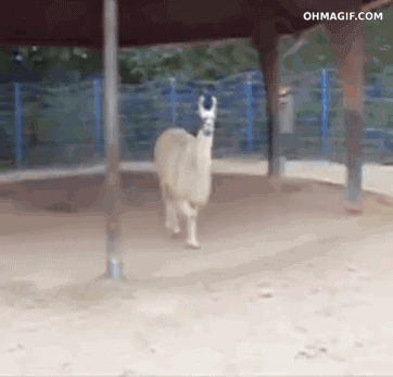 55038635d067815f6d14ada6c8ba7a5c.gif