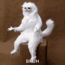 51853095765_5390b733e1_o_d.gif