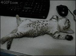 tumblr_mm9n3sdycy1ry1y7qo4_250.gif