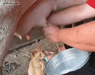 tumblr_mux9x1jNpE1sfwczro1_400.gif