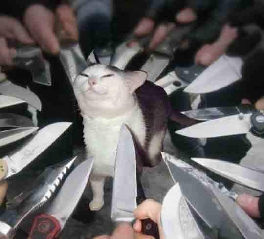Knife-Cat-meme-2.jpg