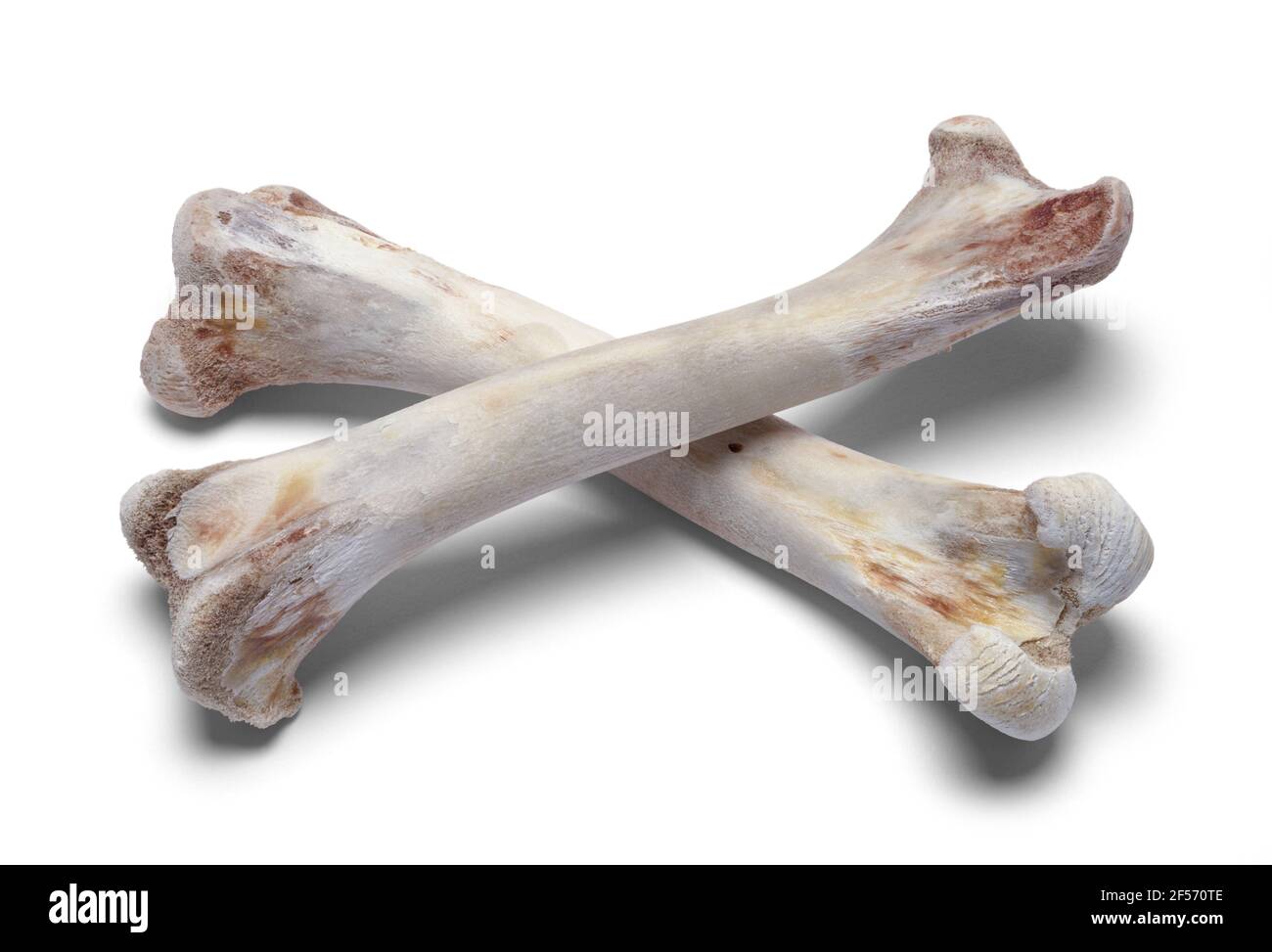 two-bones-corssed-close-up-cut-out-2F570TE.jpg
