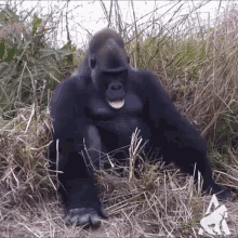 monkey.gif