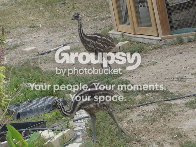 ourbirdies003.jpg