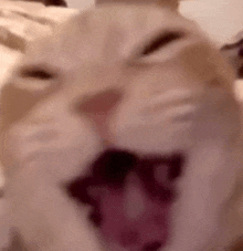 cat.gif
