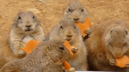 tumblr_monuf6sUVs1r8brruo1_500.gif