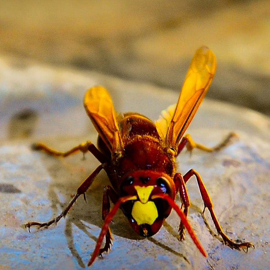 Hornet.jpg