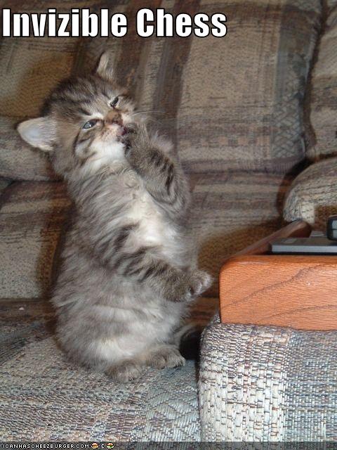funny-pictures-cat-plays-invisible-chess.jpg