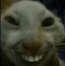 cat-smile.gif