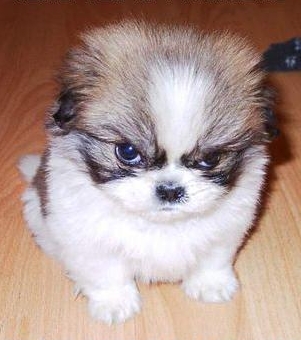 angry-puppy.jpg