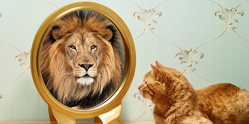HD-wallpaper-d-funny-mirror-cat-animal-pisica-lion.jpg
