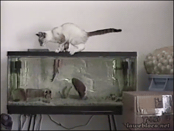 tumblr_nxb3r51cR21tyncywo1_400.gif