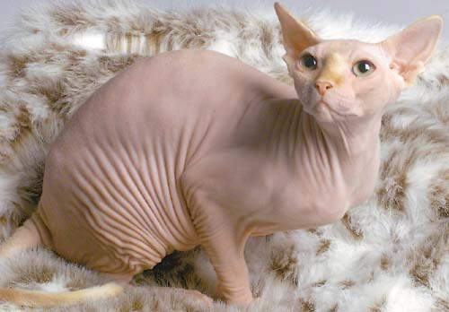 hairless_cat.jpg
