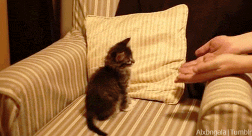 tumblr_mwmo7pj8G01qewacoo8_r1_500.gif