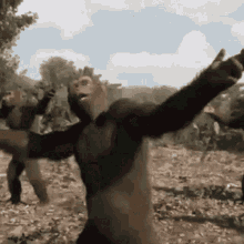 monkey.gif