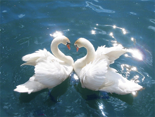 mute_swan.JPG