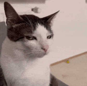 cat-stare-angry-cat.gif