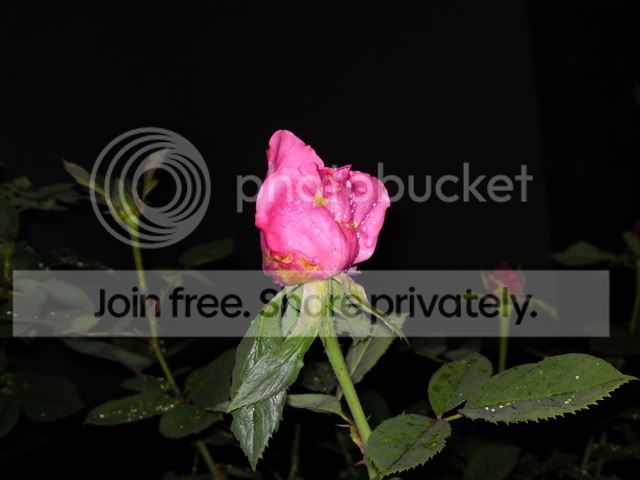 DSC00300.jpg