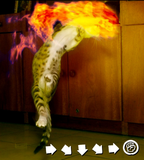 shoryuken_cat.jpg