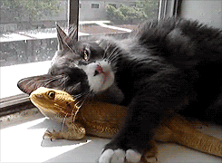 tumblr_m2jm2cUDLl1qay81po3_250.gif
