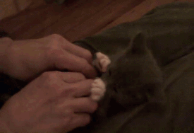 tumblr_l1lucpsVMV1qzxzwwo1_400.gif
