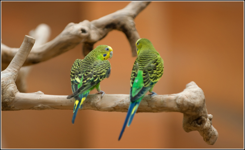 Together_by_Hasan_Alzaabi.jpg