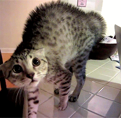 tumblr_m3mt47PJPr1qjr3vco2_250.gif