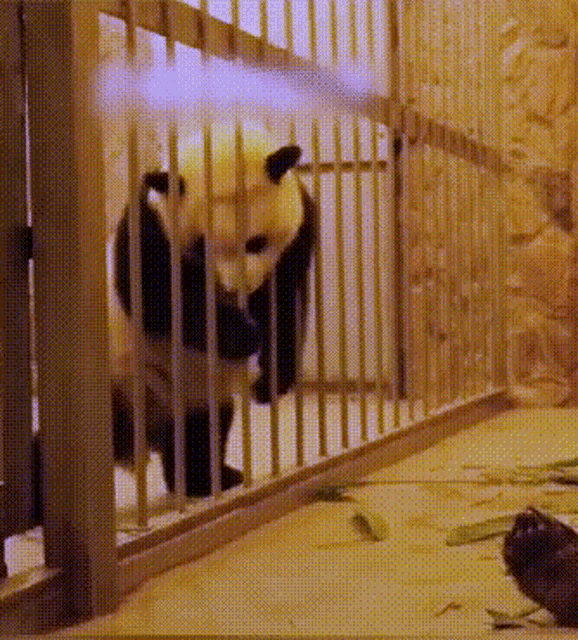 panda-hug.gif