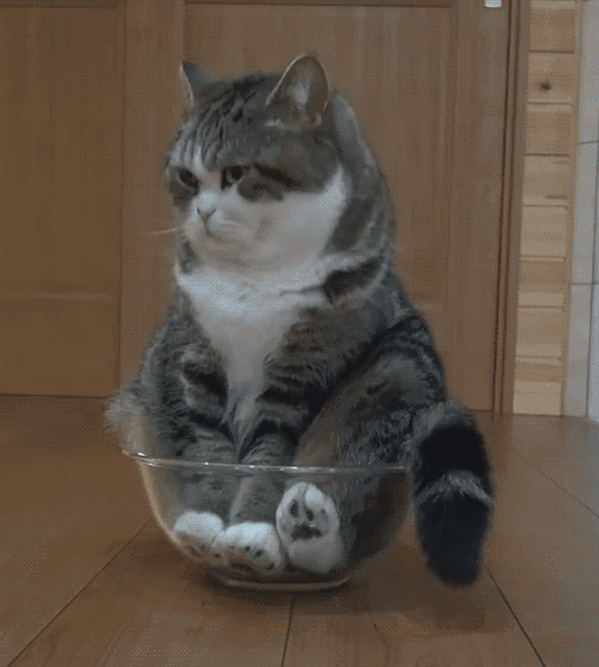 10SjWdv.gif