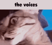 the-voices.gif