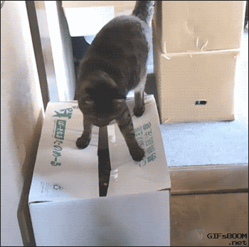 tumblr_o77qh9nGdW1tyncywo1_400.gif