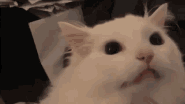 cat-scream.gif