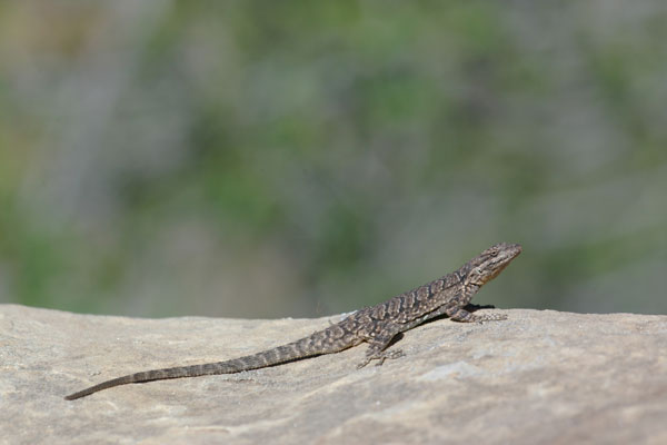 06060144PD_Tree_Lizard.jpg