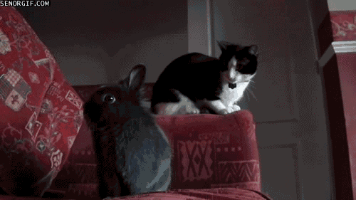 4hUnOuq.gif